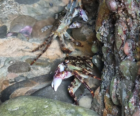 Wharariki Beach-Puponga必去景点