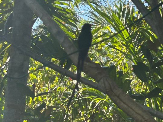Barney's Botanical Garden Jamaica-内格里尔必去景点