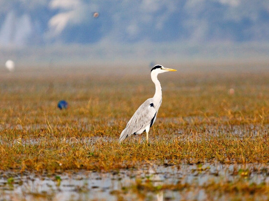 Mangalajodi-Khurda必去景点