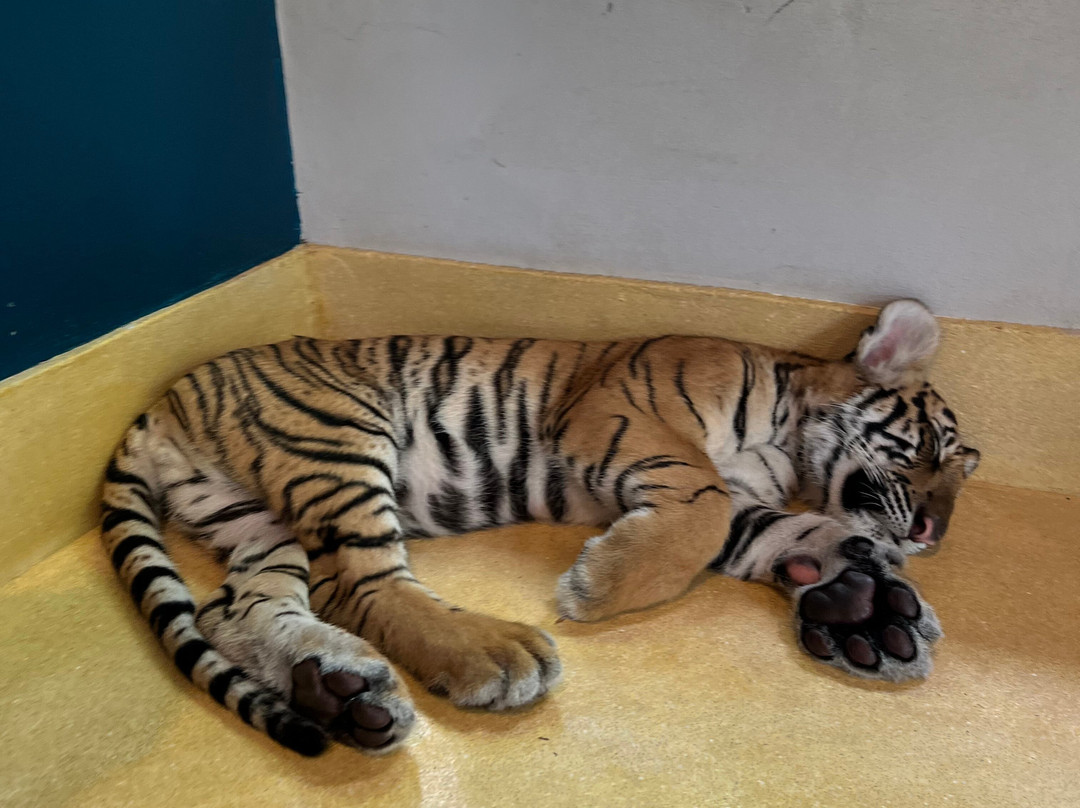 Tiger Park Pattaya-芭堤雅必去景点