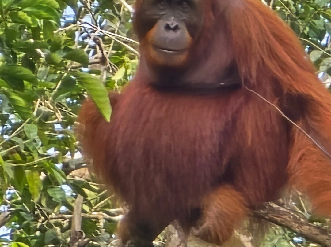 Camp Leakey-Central Kalimantan必去景点