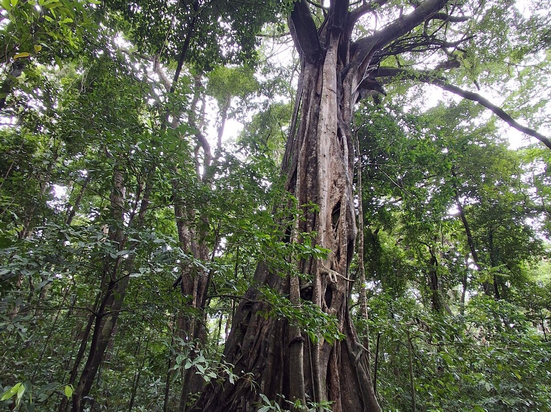 Far North Escapes-Cape Tribulation必去景点