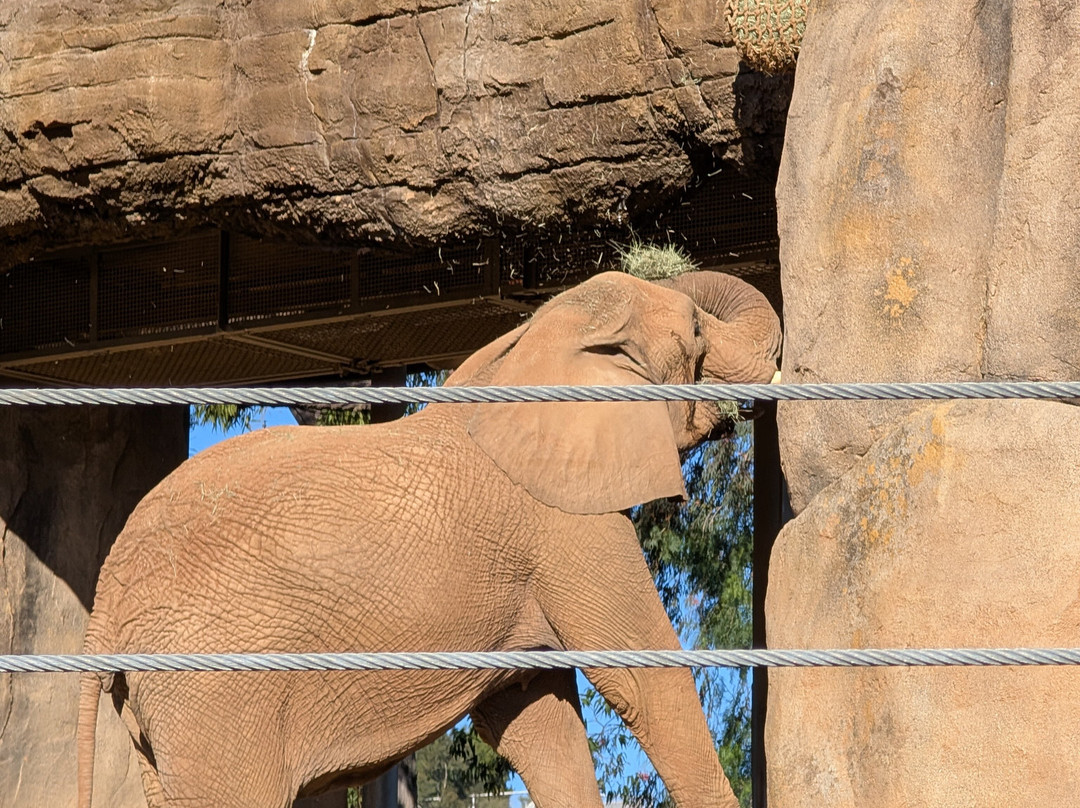 圣地亚哥野生动物公园-埃斯孔迪多必去景点