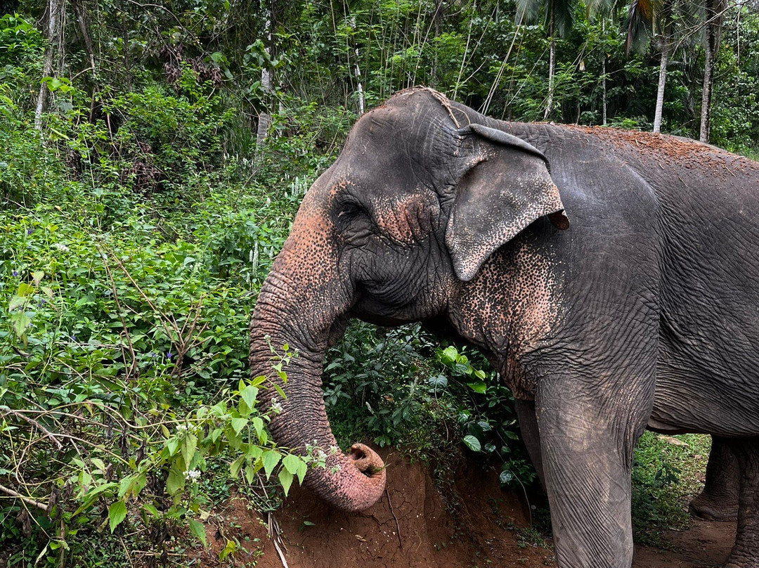 Elephant Freedom Project-凯格勒 必去景点