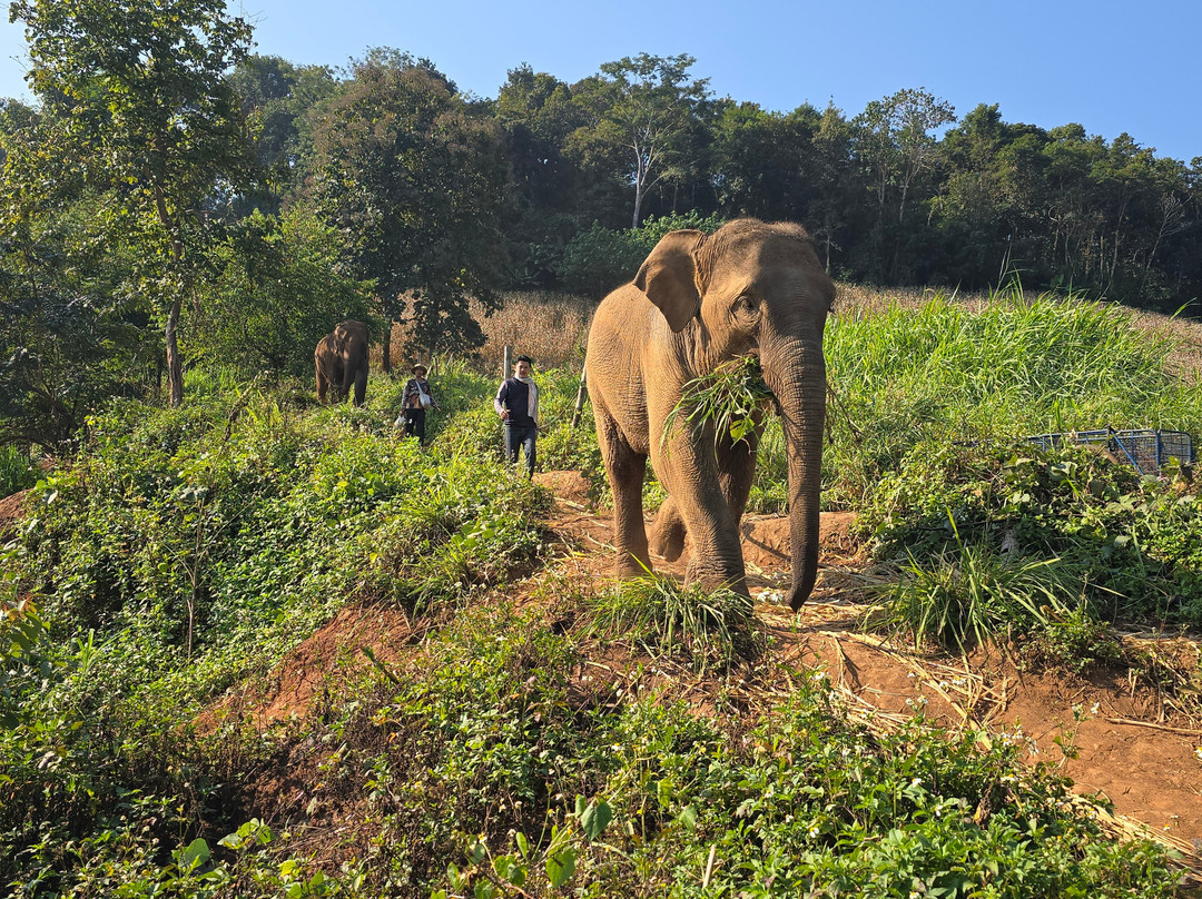 Elephant Sanctuary Care Park-清迈必去景点