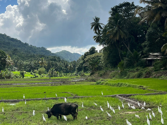 Sri Lanka Trekking-康提必去景点