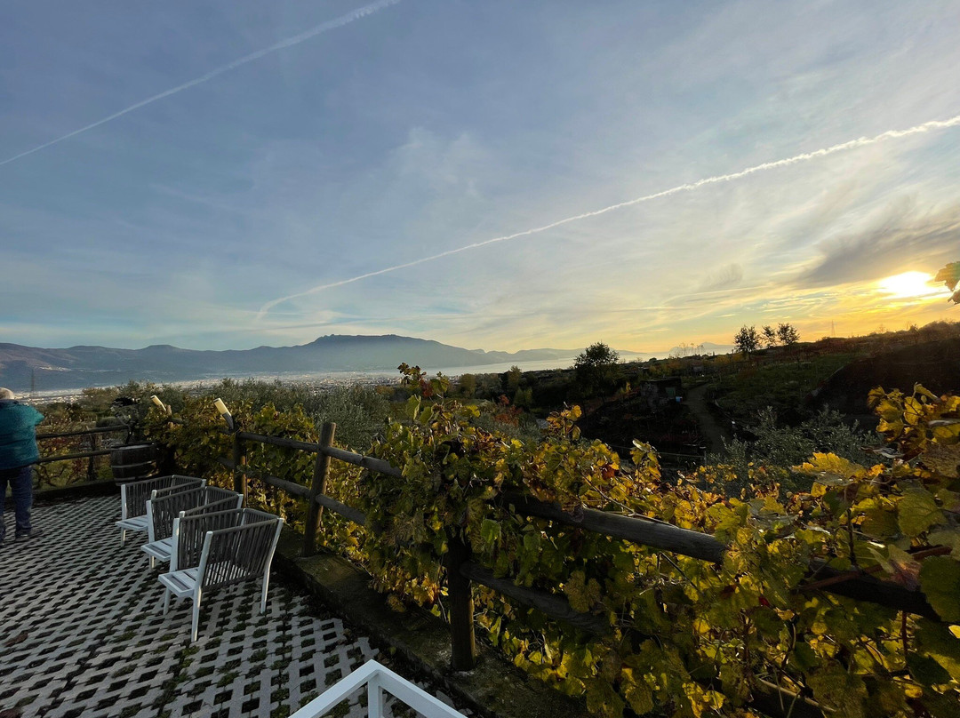 Tenuta Sorrentino Winery