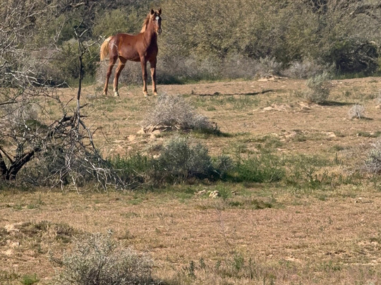 KOLI Equestrian Center-钱德勒必去景点