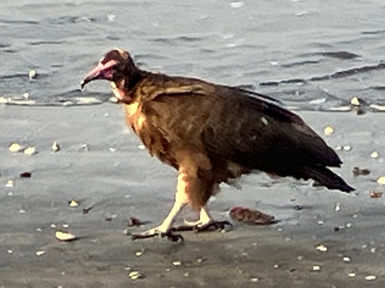 Buba's Gambia - Tours-塞瑞库达必去景点