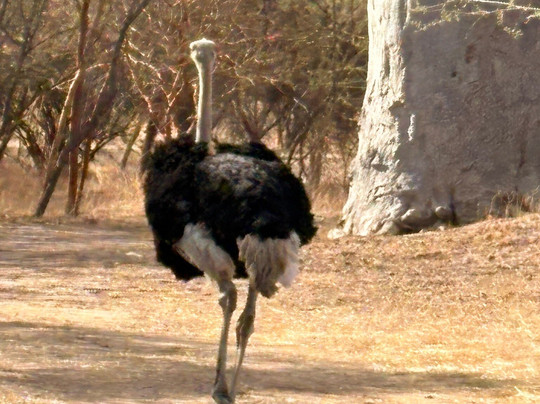 Reserve De Bandia-Saly必去景点