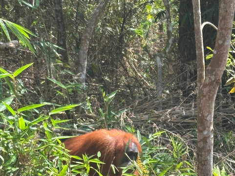 Bukit Lawang Jungle Trekking-武吉拉旺必去景点