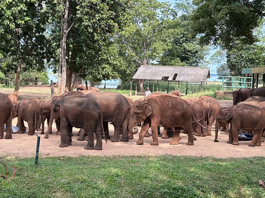 Elephant Transit Home (ETH)-乌达瓦拉维国家公园必去景点