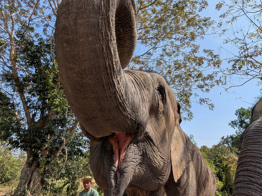 Kulen Elephant Forest-暹粒必去景点