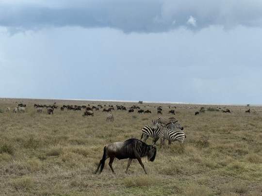 Buutu Safaris-金贾必去景点