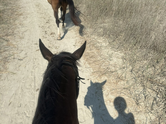 Erika's Horse Farm Kos-Marmari必去景点