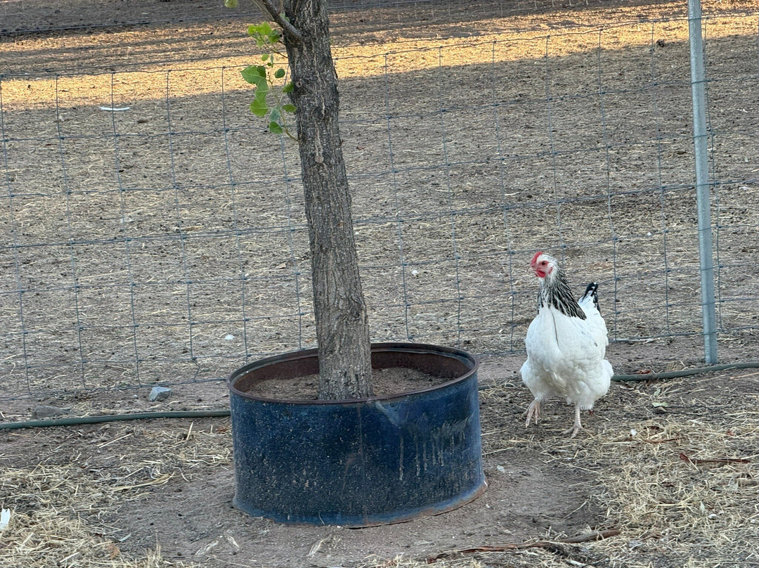 Hillview Farmstay主图