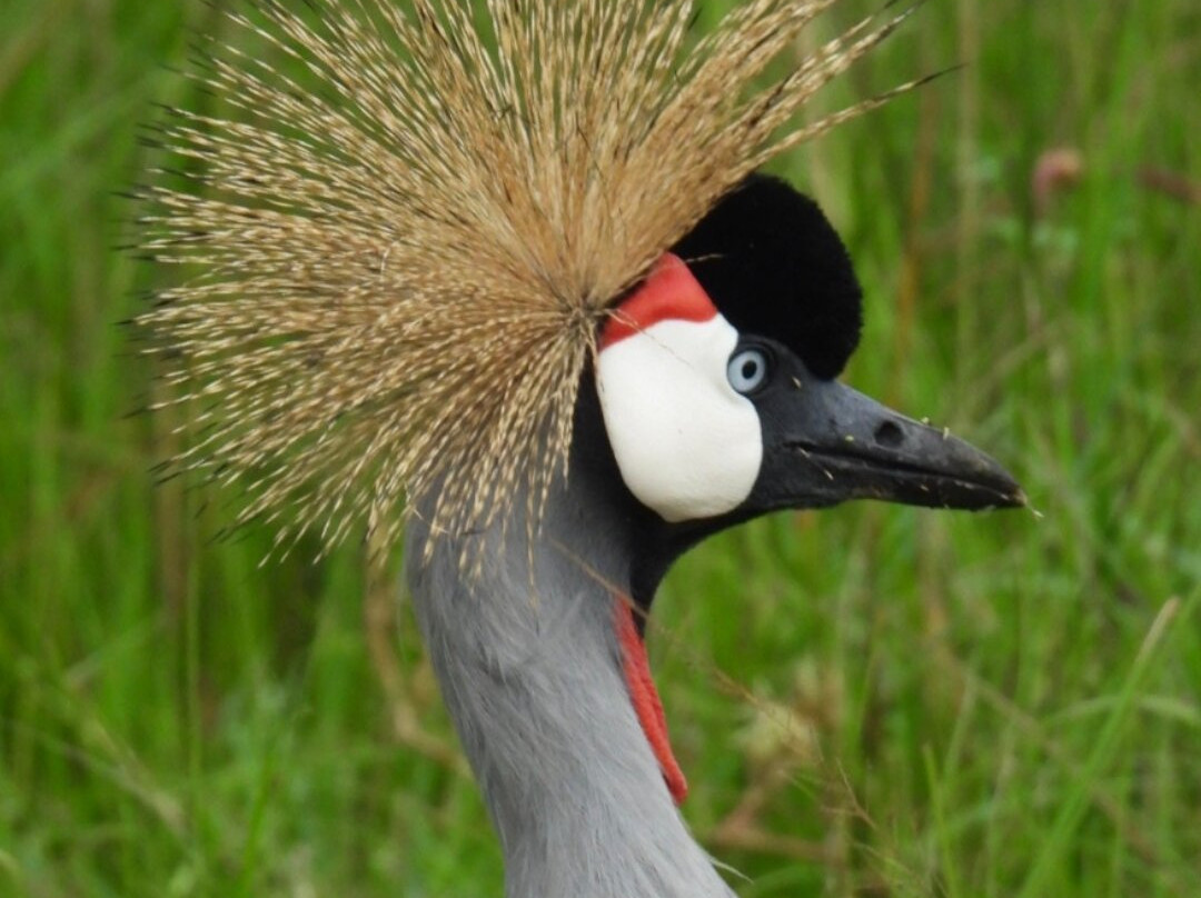 Rwizi Africa Expeditions-坎帕拉必去景点