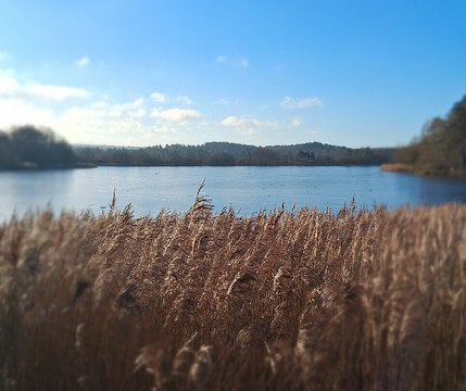 Frensham Little Pond-Frensham必去景点