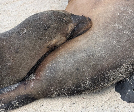 Kajol Lavan Travel, Galapagos Islands-Baltra必去景点