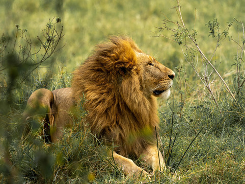 High Class Safaris-纳罗克必去景点