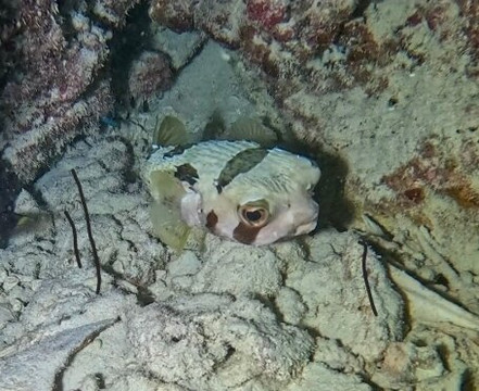 Himmafushi Scuba Adventure-Himmafushi Island必去景点