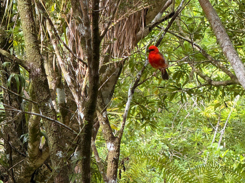 Mauritian Wildlife Foundation (MWF)-Vacoas必去景点