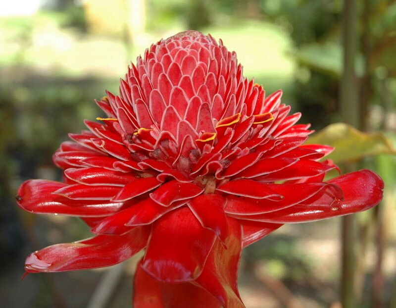 TiTi Canopy Tours-哥斯达黎加安东尼奥国家公园必去景点