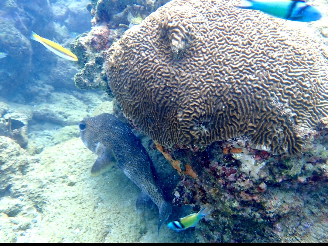 Snorkel Tobago-克朗波因特必去景点