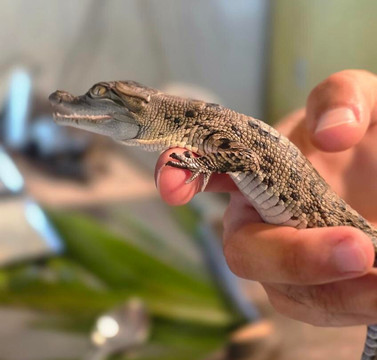 Koorana Crocodile Farm-Coowonga必去景点