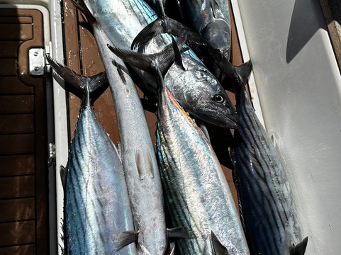 Tortuga Fishing Lanzarote-兰萨罗特必去景点