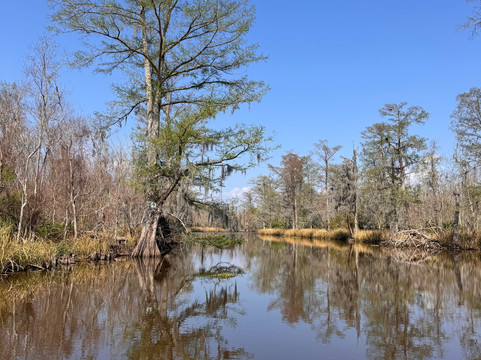 Cajun Pride Swamp Tours-LaPlace必去景点