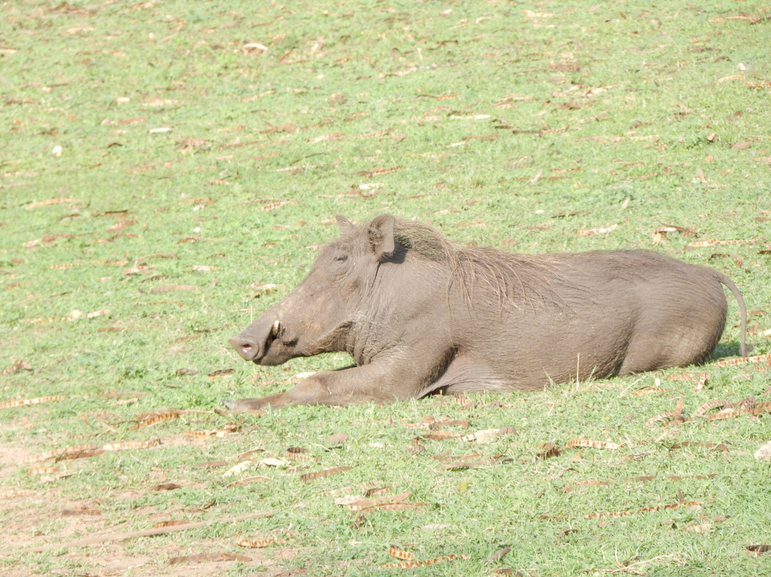 Mweya Safari Lodge主图
