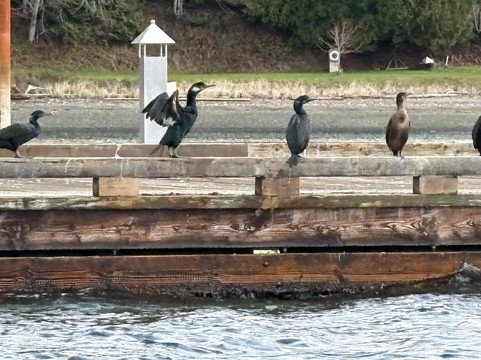 Wild Waterways Adventures-Quathiaski Cove必去景点