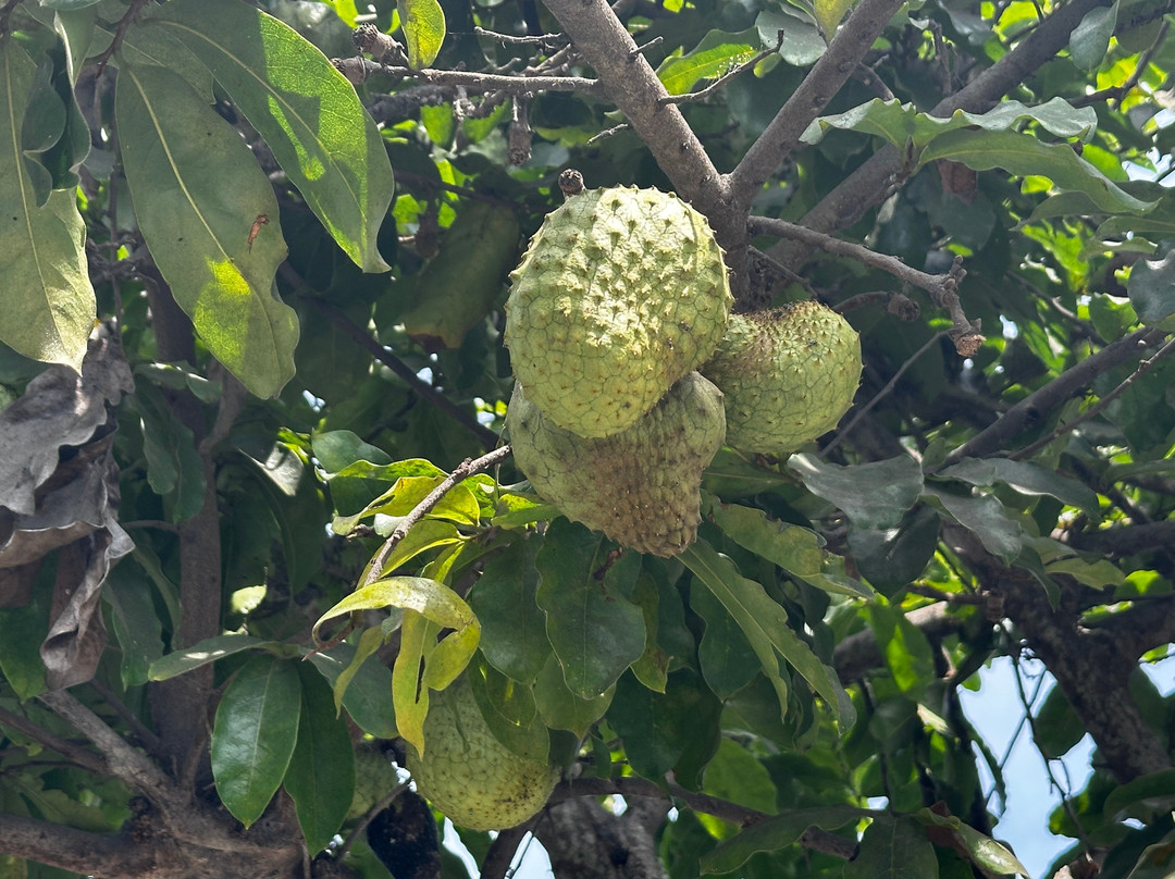 GuruWalk Lima-利马必去景点