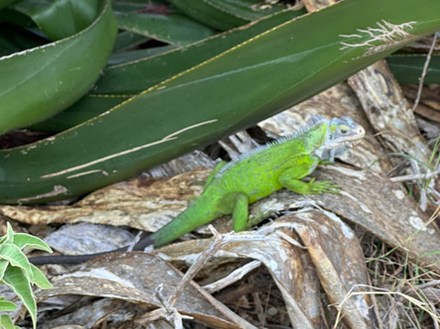 Miami Vice-Saint Francois必去景点