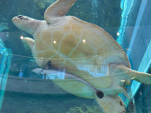 Amami Marine Exhibition Hall-奄美市必去景点