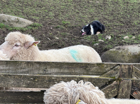 Cullen's Sheep Farm-拉腊必去景点
