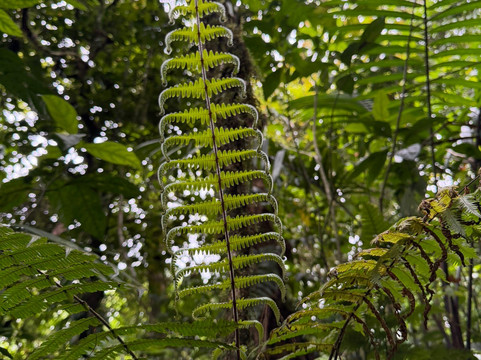 Rio Celeste Blue Adventures-Tenorio Volcano National Park必去景点