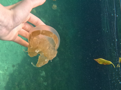 Kakaban Island-Pulau Kakaban必去景点