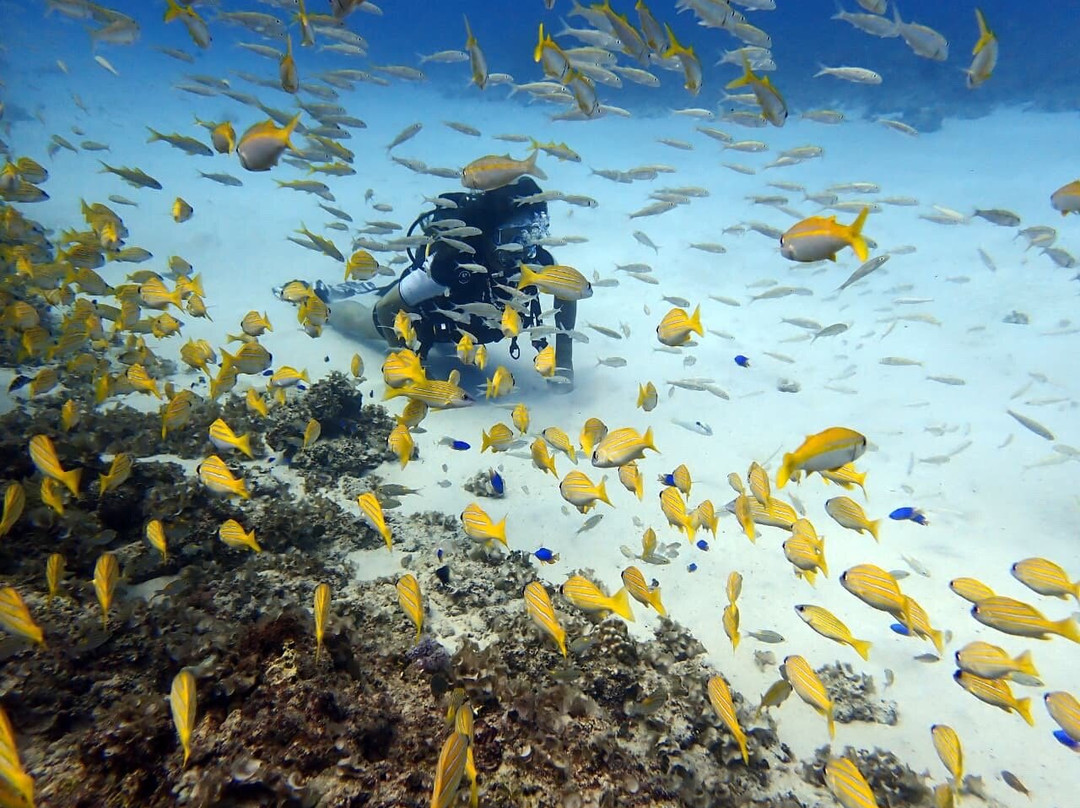 基地潜水中心-Pereybere必去景点