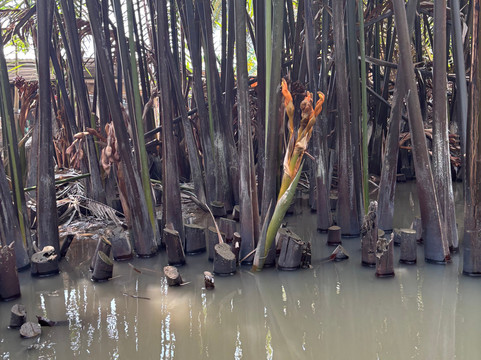 DinHo Ecotour-Ben Tre必去景点
