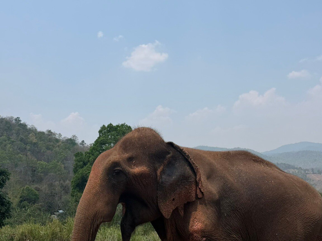Pon Elephant Thailand-清迈必去景点