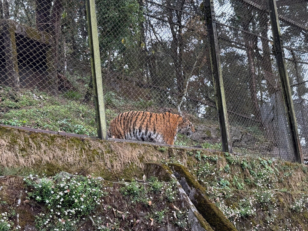 Padmaja Naidu Himalayan Zoological Park-大吉岭必去景点