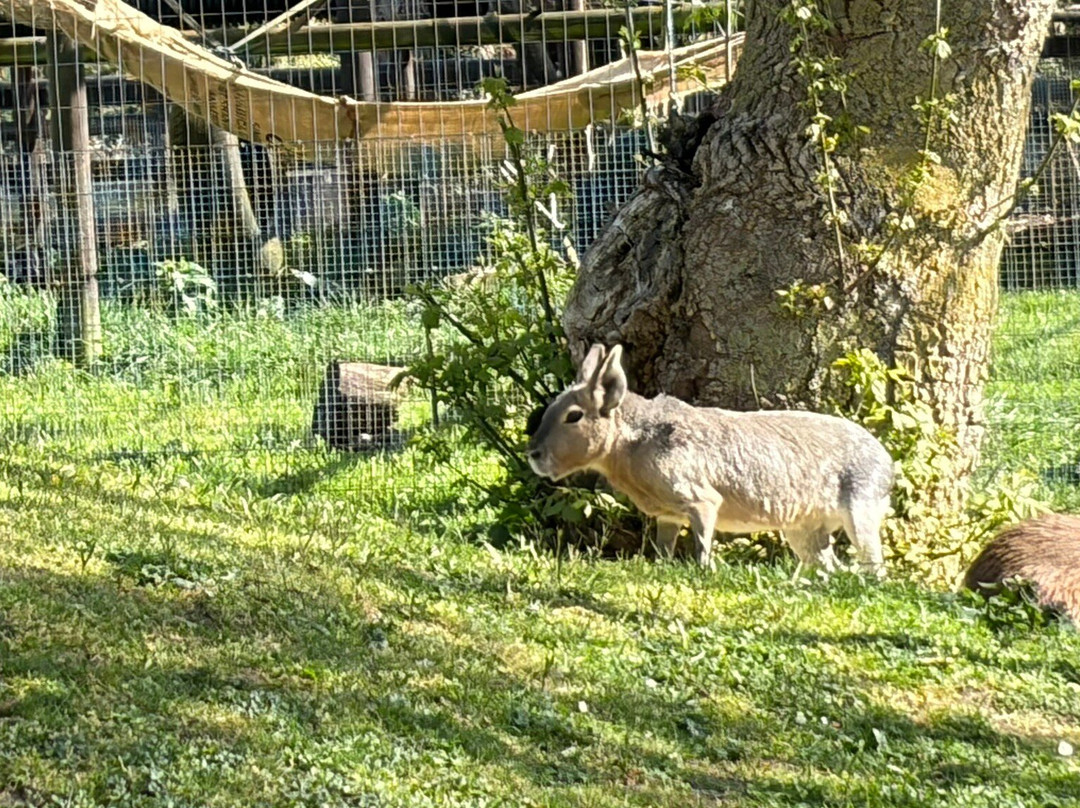 Shepreth Wildlife Park-Shepreth必去景点