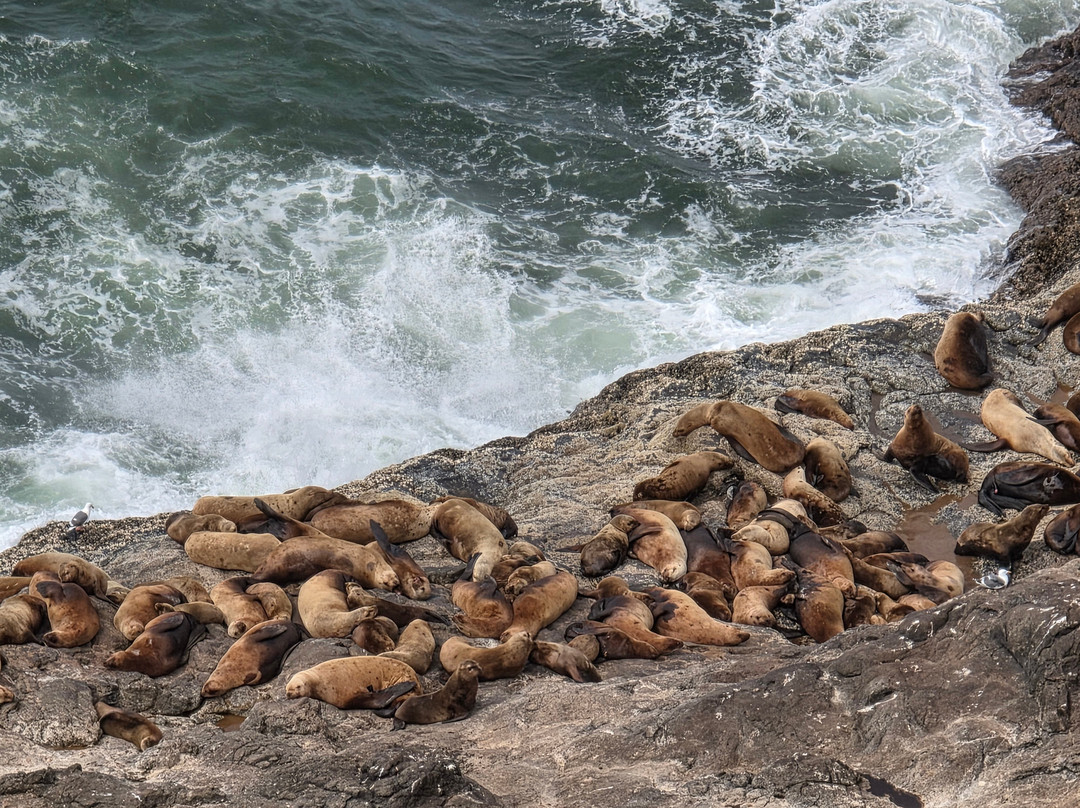 Sea Lion Caves-弗洛伦斯必去景点