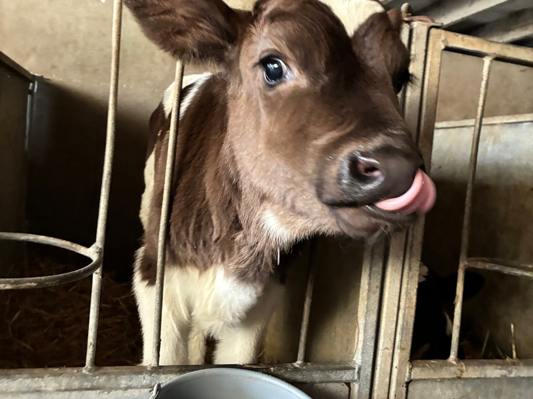 Causeway Fun Farm-布什米尔斯必去景点