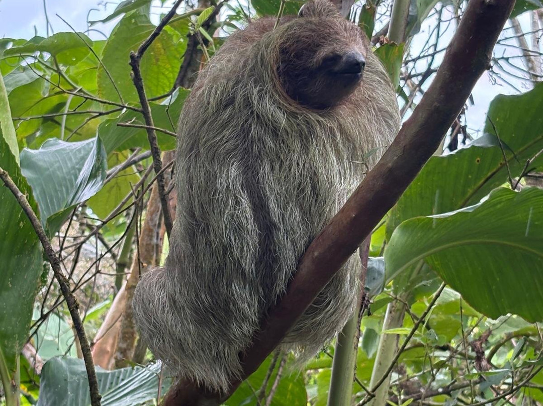 Tours with Frank the Tank Costa Rica-利比里亚必去景点