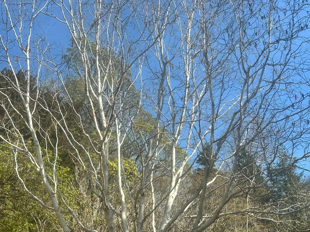 Dundee Botanic Garden-敦提必去景点