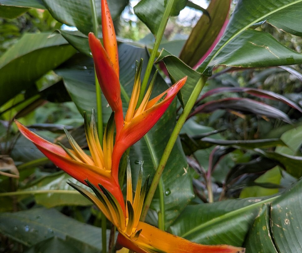 Plantation Beauvallon-Le Morne-Rouge必去景点