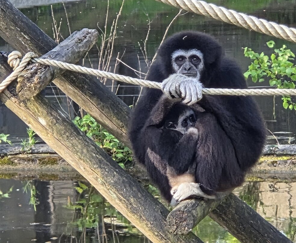 Ouwehands Zoo Rhenen-Rhenen必去景点